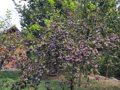 Rast lisne mase na šljivama