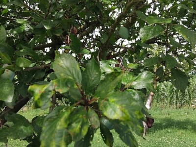 Rast lisne mase na šljivama