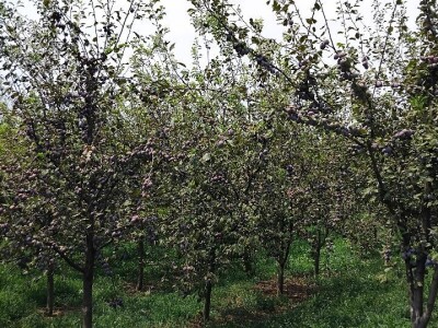 Rast lisne mase na šljivama