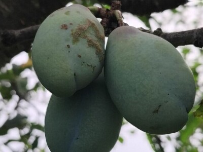 Rast lisne mase na šljivama