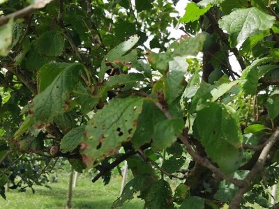 Rast lisne mase na šljivama