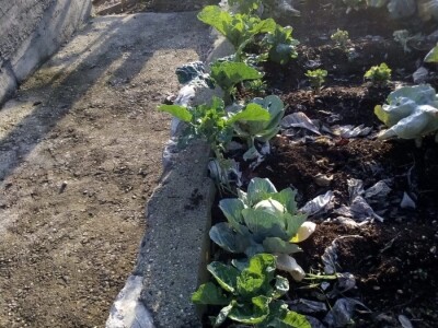 Raštika opjevana superhrana idealna za poslijeblagdansku detoksikaciju Raštika opjevana superhrana idealna za poslijeblagdansku detoksikaciju