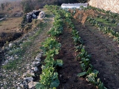 Raštika opjevana superhrana idealna za poslijeblagdansku detoksikaciju Raštika opjevana superhrana idealna za poslijeblagdansku detoksikaciju
