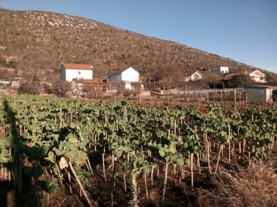 Raštika opjevana superhrana idealna za poslijeblagdansku detoksikaciju Raštika opjevana superhrana idealna za poslijeblagdansku detoksikaciju
