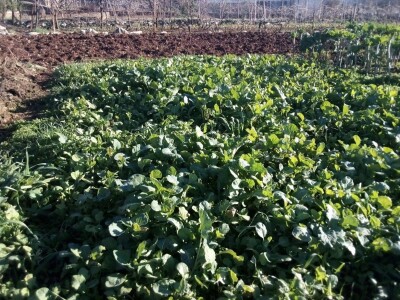 Raštika opjevana superhrana idealna za poslijeblagdansku detoksikaciju Raštika opjevana superhrana idealna za poslijeblagdansku detoksikaciju