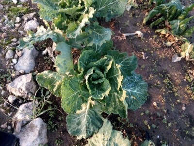 Raštika opjevana superhrana idealna za poslijeblagdansku detoksikaciju Raštika opjevana superhrana idealna za poslijeblagdansku detoksikaciju