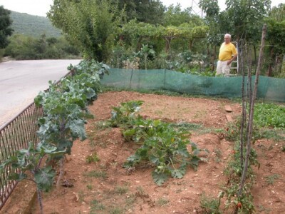 Uzgoj rasštike u dalmatinskom kršu