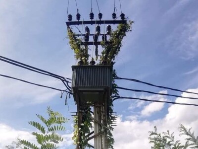 Bandere "progutalo" rastinje