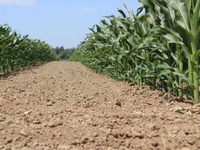 Ratarske kulture koncem 5. mjesta kod Osijeka