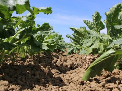 Ratarske kulture koncem 5. mjesta kod Osijeka