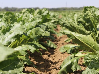 Ratarske kulture koncem 5. mjesta kod Osijeka