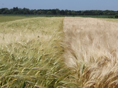 Ratarske kulture koncem 5. mjesta kod Osijeka