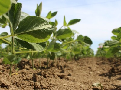 Ratarske kulture koncem 5. mjesta kod Osijeka
