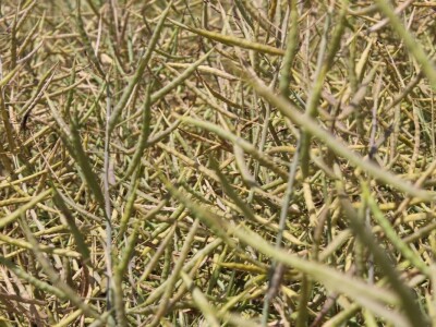 Ratarske kulture koncem 5. mjesta kod Osijeka