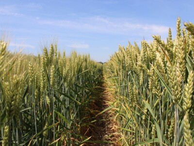 Ratarske kulture koncem 5. mjesta kod Osijeka