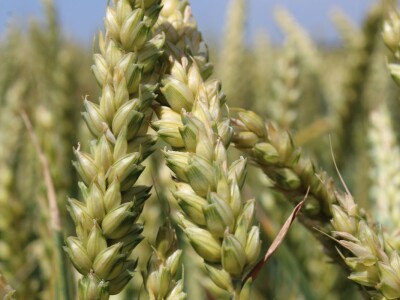 Ratarske kulture koncem 5. mjesta kod Osijeka