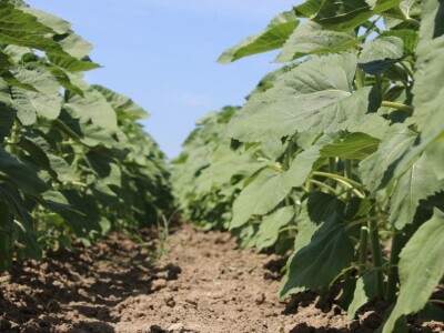 Ratarske kulture koncem 5. mjesta kod Osijeka