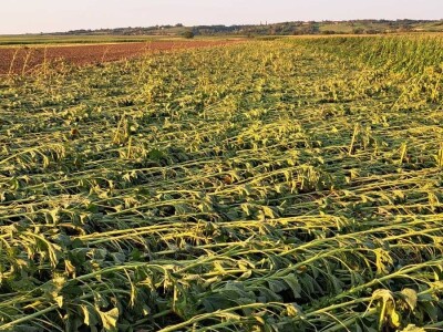 Ratarski usevi posle nevremena