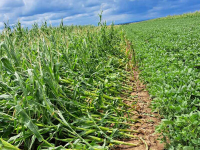 Ratarski usevi posle nevremena