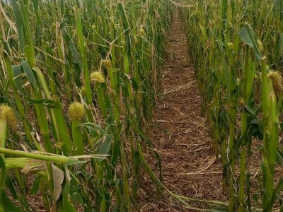 Ratarski usevi posle nevremena