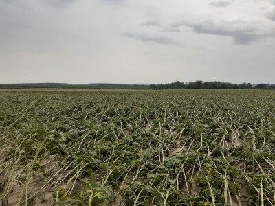 Ratarski usevi posle nevremena