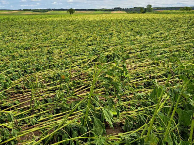 Ratarski usevi posle nevremena