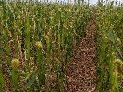 Ratarski usevi posle nevremena