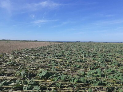 Ratarski usevi posle nevremena