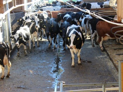 Raumberg-Gumpenstein - poljoprivredni istraživačko edukacijski centar