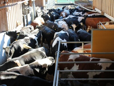 Raumberg-Gumpenstein - poljoprivredni istraživačko edukacijski centar