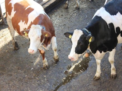 Raumberg-Gumpenstein - poljoprivredni istraživačko edukacijski centar