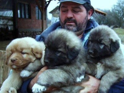 Ravna šuma - Budući čuvari stada