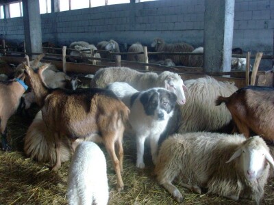 Ravna šuma - Karakačanski ovčar uz stado