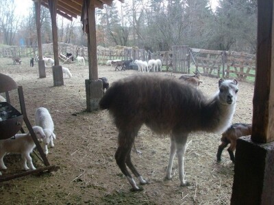 Ravna šuma - Lama na farmi