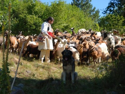 Ravna šuma - Na ispaši