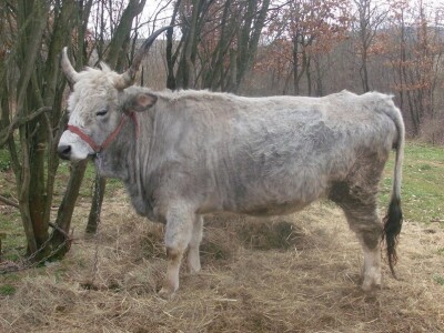 Ravna šuma - Podolsko goveče