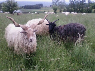 Ravna šuma - Vitoroga pramenka