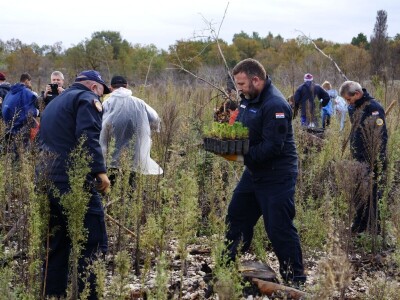 Boranka: U dva dana posadili 10.000 stabala primorskog bora Boranka: U dva dana posadili 10.000 stabala primorskog bora