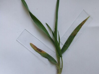 Različit intenzitet infekcije lista-mrežasta pegavost(Pyrenophora teres)