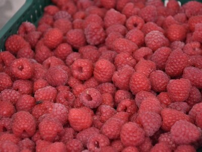 Različit kvalitet maline u valjevskom kraju - cena ista Različit kvalitet maline u valjevskom kraju - cena ista