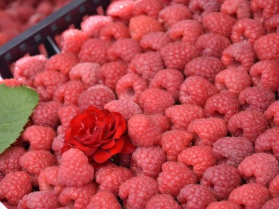 Različit kvalitet maline u valjevskom kraju - cena ista Različit kvalitet maline u valjevskom kraju - cena ista