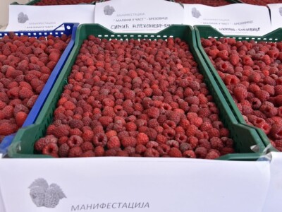 Različit kvalitet maline u valjevskom kraju - cena ista Različit kvalitet maline u valjevskom kraju - cena ista