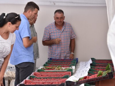 Različit kvalitet maline u valjevskom kraju - cena ista Različit kvalitet maline u valjevskom kraju - cena ista