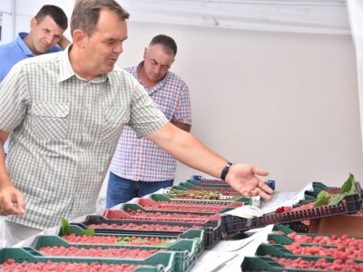 Različit kvalitet maline u valjevskom kraju - cena ista Različit kvalitet maline u valjevskom kraju - cena ista