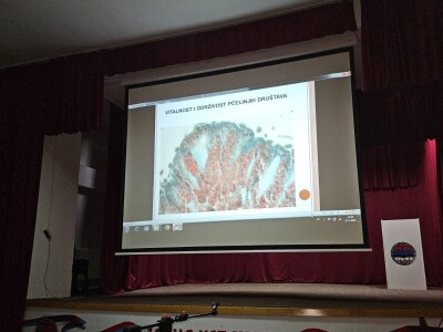 Razloga nestajanje pčela pad imuniteta