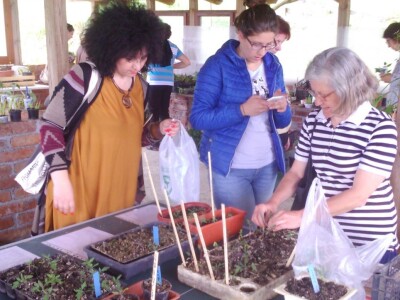 Najviše presadnica rajčica