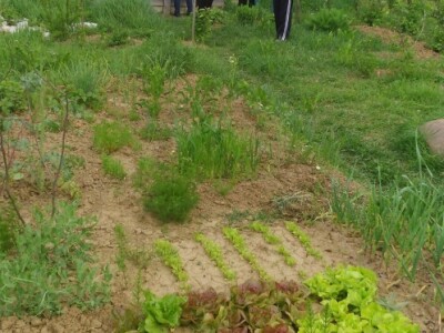 Vrt obitelji Pešut u Brestovcu