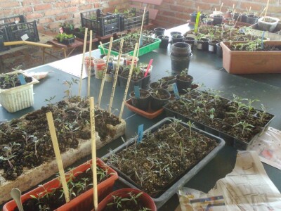 Gospođa Boršoš poklonila je velik broj presadnica