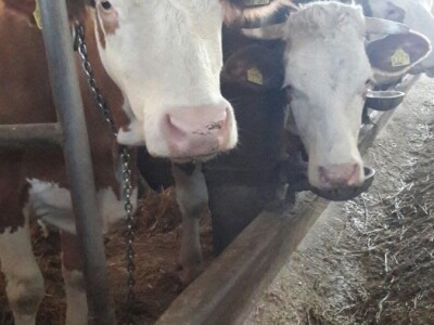 Raznovrsnost na gospodarstvu je ključ uspjeha obitelji Kišiček iz Ferdinandovca