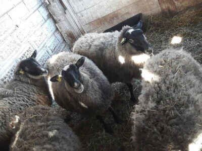 Raznovrsnost na gospodarstvu je ključ uspjeha obitelji Kišiček iz Ferdinandovca